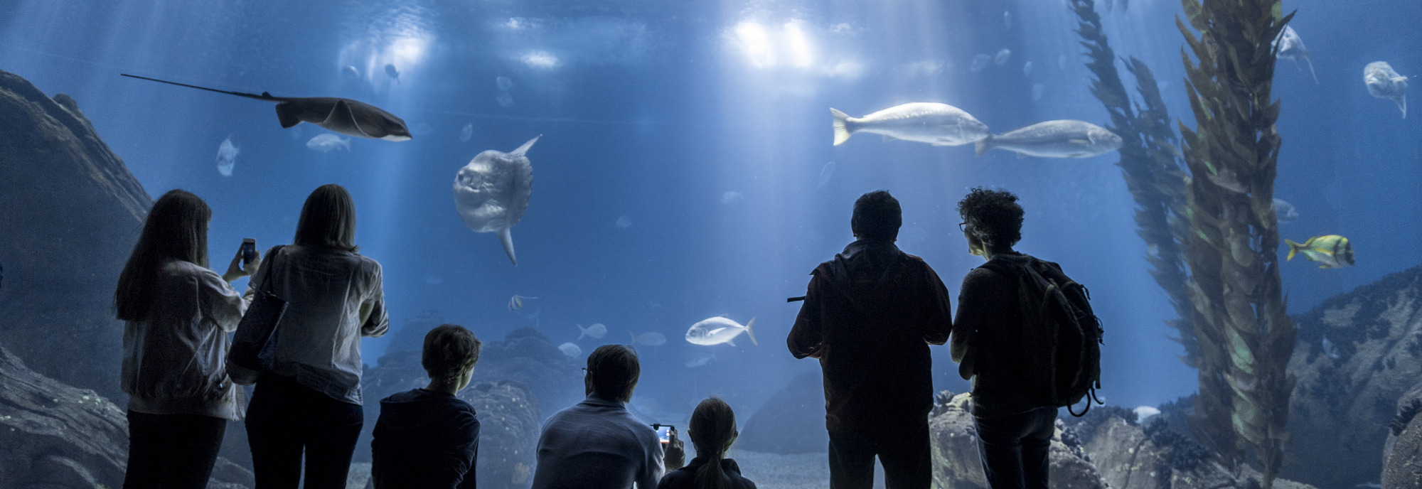 Oceanario Lisboa Main Aquarium